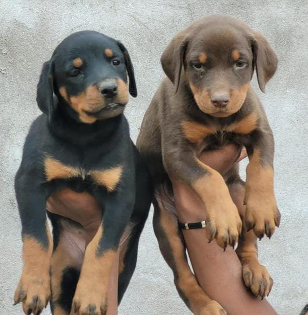 Buy Vaccinated  Doberman Puppy from Vizag